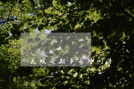 花呗逾期多长时间清 花呗逾期多长时间清