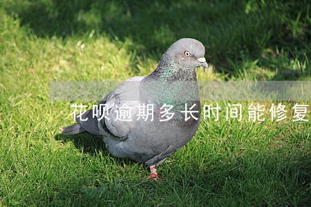 花呗逾期多长时间能修复 花呗逾期多长时间能修复