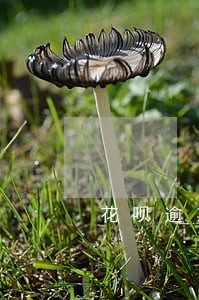 花呗逾期多长时间能冻结 花呗逾期多长时间能冻结