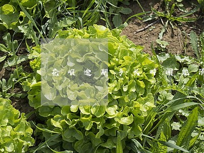 花呗逾期多长时间能清理掉