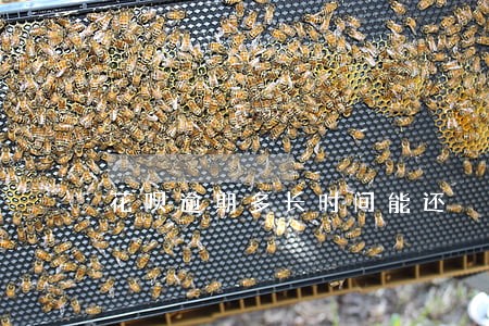 花呗逾期多长时间能还