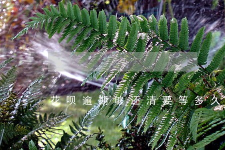 花呗逾期够还清要等多久才能用 花呗逾期够还清要等多久才能用