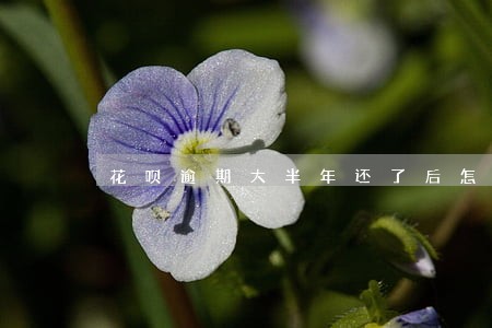 花呗逾期大半年还了后怎么恢复 花呗逾期大半年还了后怎么恢复