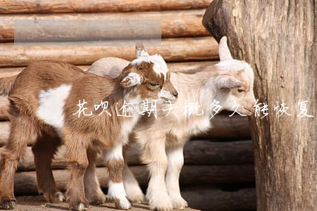 花呗逾期大概多久能恢复使用