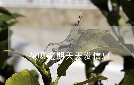 花呗逾期天天发信息 花呗逾期天天发信息