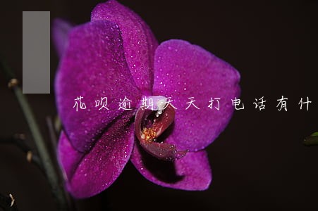 花呗逾期天天打电话有什么影响 花呗逾期天天打电话有什么影响
