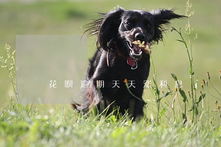 花呗逾期天天涨利息 花呗逾期天天涨利息