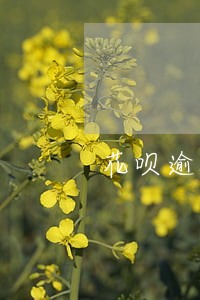 花呗逾期天数查询 花呗逾期天数查询