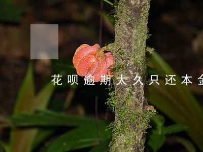 花呗逾期太久只还本金立返可以吗 花呗逾期太久只还本金立返可以吗