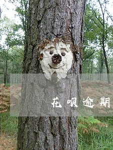 花呗逾期太久能只还本金吗 花呗逾期太久能只还本金吗