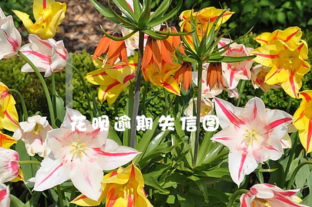 花呗逾期失信图
