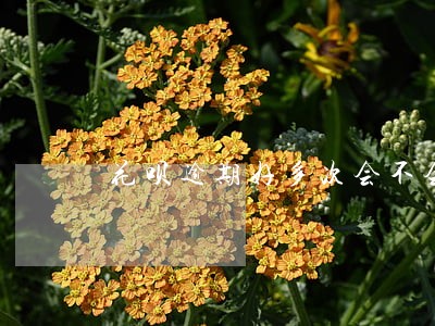 花呗逾期好多次会不会上征信