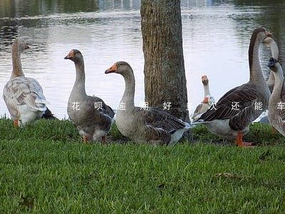 花呗逾期好多次还能车贷吗 花呗逾期好多次还能车贷吗