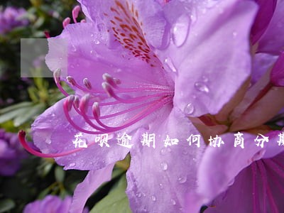 花呗逾期如何协商分期