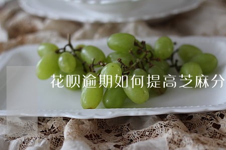 花呗逾期如何提高芝麻分