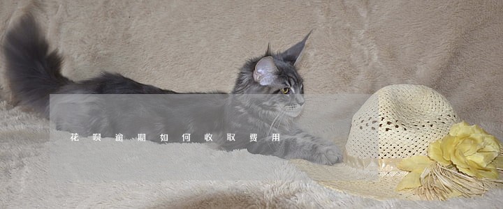 花呗逾期如何收取费用 花呗逾期如何收取费用