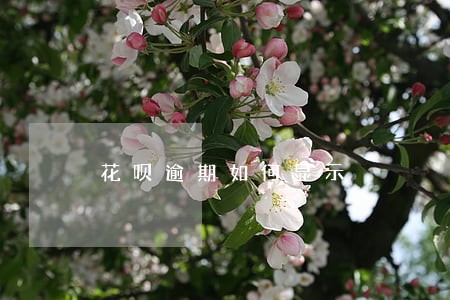 花呗逾期如何显示 花呗逾期如何显示
