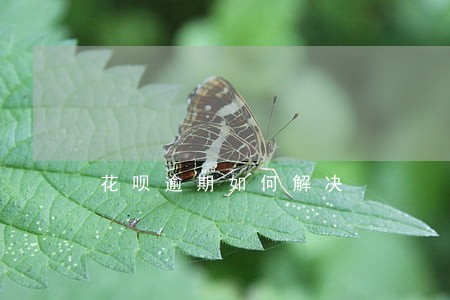花呗逾期如何解决 花呗逾期如何解决