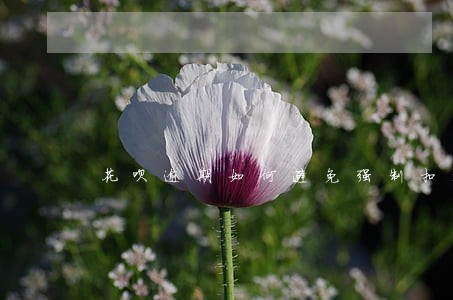 花呗逾期如何避免强制扣款 花呗逾期如何避免强制扣款