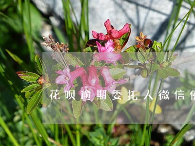 花呗逾期委托人微信催收 花呗逾期委托人微信催收