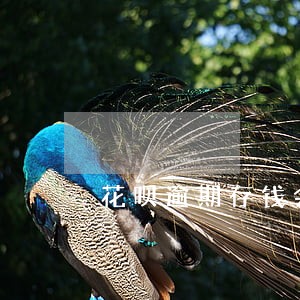 花呗逾期存钱会自动 花呗逾期存钱会自动