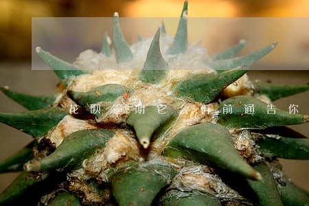 花呗逾期它会诉前通告你吗 花呗逾期它会诉前通告你吗