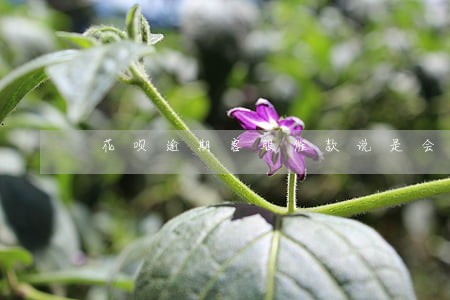 花呗逾期客服催款说是会上征信 花呗逾期客服催款说是会上征信