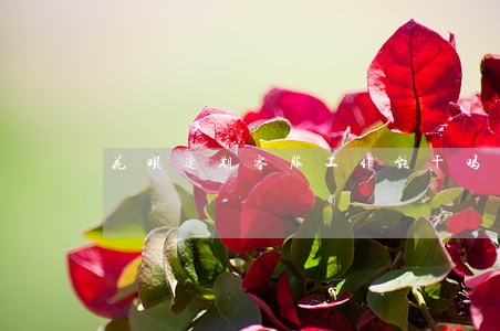 花呗逾期客服工作能干吗 花呗逾期客服工作能干吗
