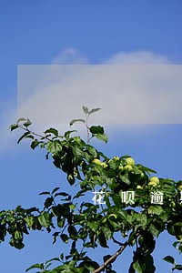 花呗逾期客服说安排外访什么意思 花呗逾期客服说安排外访什么意思