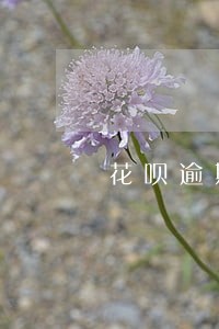 花呗逾期害怕父母知道该怎么办 花呗逾期害怕父母知道该怎么办