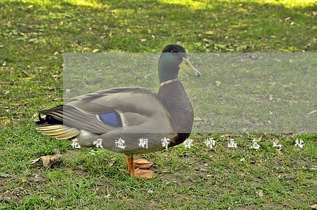 花呗逾期寄律师函怎么处理 花呗逾期寄律师函怎么处理