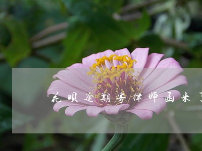 花呗逾期寄律师函来了怎么办