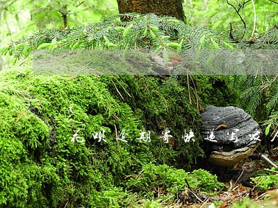 花呗逾期寄快递写家人号码吗 花呗逾期寄快递写家人号码吗