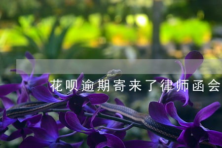 花呗逾期寄来了律师函会寄哪里 花呗逾期寄来了律师函会寄哪里