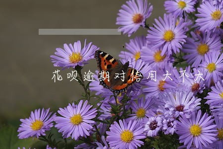 花呗逾期对信用大不大 花呗逾期对信用大不大