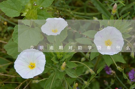 花呗逾期对助学贷有什么影响 花呗逾期对助学贷有什么影响