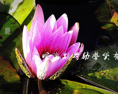花呗逾期对助学贷有影响吗 花呗逾期对助学贷有影响吗