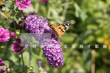 花呗逾期对卖买房子影响吗 花呗逾期对卖买房子影响吗