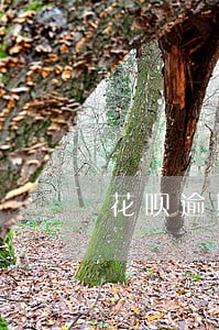 花呗逾期对安逸花有影响吗 花呗逾期对安逸花有影响吗