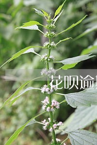 花呗逾期对金条影响吗 花呗逾期对金条影响吗