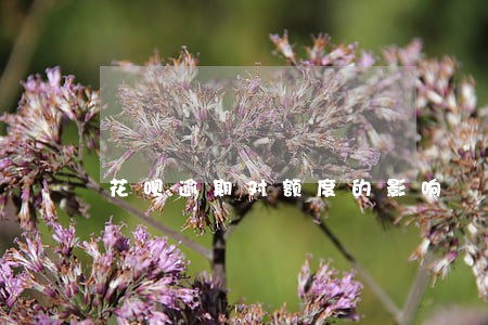花呗逾期对额度的影响 花呗逾期对额度的影响