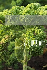 花呗逾期导致不能用 花呗逾期导致不能用