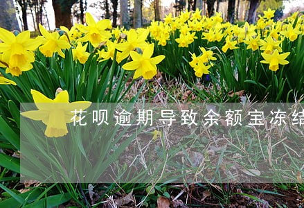 花呗逾期导致余额宝冻结 花呗逾期导致余额宝冻结
