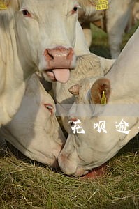 花呗逾期导致信用卡 花呗逾期导致信用卡