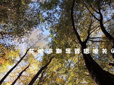 花呗逾期导致借呗关闭 花呗逾期导致借呗关闭