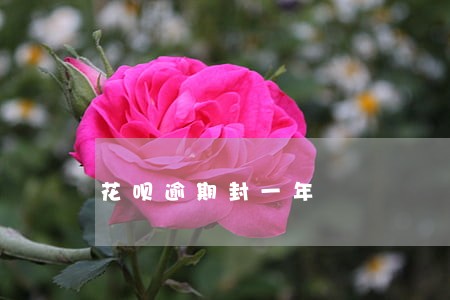 花呗逾期封一年 花呗逾期封一年
