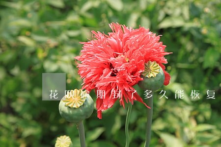 花呗逾期封了多久能恢复 花呗逾期封了多久能恢复