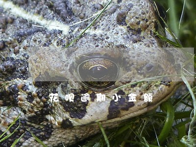 花呗逾期小金额 花呗逾期小金额