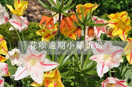 花呗逾期小额诉讼 花呗逾期小额诉讼