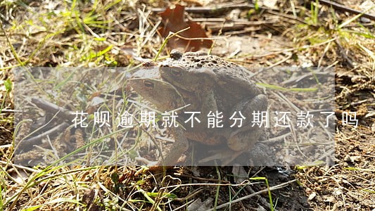 花呗逾期就不能分期还款了吗 花呗逾期就不能分期还款了吗
